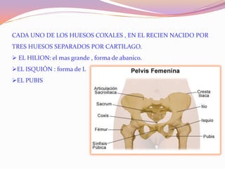 CADA UNO DE LOS HUESOS COXALES , EN EL RECIEN NACIDO POR
TRES HUESOS SEPARADOS POR CARTILAGO.

 EL HILION: el mas grande , forma de abanico.
EL ISQUIÓN : forma de L
EL PUBIS

 