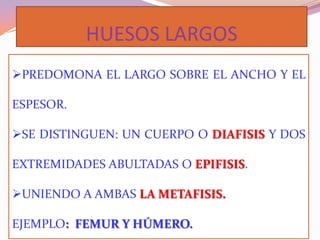 HUESOS LARGOS
PREDOMONA EL LARGO SOBRE EL ANCHO Y EL
ESPESOR.
SE DISTINGUEN: UN CUERPO O DIAFISIS Y DOS
EXTREMIDADES ABULTADAS O EPIFISIS.
UNIENDO A AMBAS LA METAFISIS.

EJEMPLO: FEMUR Y HÚMERO.

 