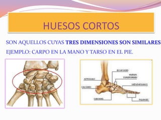 HUESOS CORTOS

SON AQUELLOS CUYAS TRES DIMENSIONES SON SIMILARES.
EJEMPLO: CARPO EN LA MANO Y TARSO EN EL PIE.

 