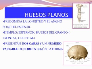 HUESOS PLANOS
•PREDOMINA LA LONGITUD Y EL ANCHO
SOBRE EL ESPESOR.
•EJEMPLO: ESTERNON, HUESOS DEL CRANEO (
FRONTAL, OCCIPITAL).
•PRESENTAN DOS CARAS Y UN NÚMERO
VARIABLE DE BORDES SEGÚN LA FORMA

 