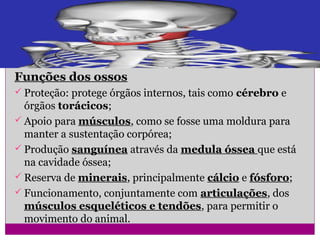 Funções dos ossos
Proteção: protege órgãos internos, tais como cérebro e
órgãos torácicos;
Apoio para músculos, como se fosse uma moldura para
manter a sustentação corpórea;
Produção sanguínea através da medula óssea que está
na cavidade óssea;
Reserva de minerais, principalmente cálcio e fósforo;
Funcionamento, conjuntamente com articulações, dos
músculos esqueléticos e tendões, para permitir o
movimento do animal.