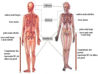 SISTEMA
MUSCULO ESQUELETICO