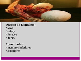 SISTEMA
MUSCULO ESQUELETICO
Divisão do Esqueleto:
Axial:
cabeça,
Pescoço
tórax.
Apendicular:
membros inferiores
superiores .