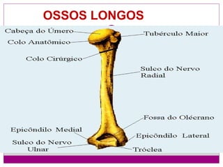 OSSOS LONGOS