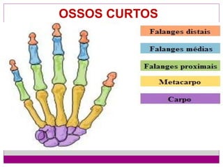 OSSOS CURTOS