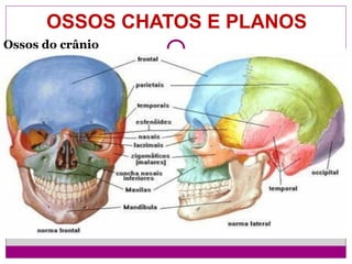 OSSOS CHATOS E PLANOS
Ossos do crânio