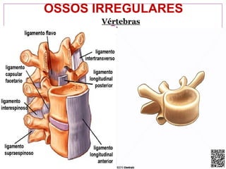 OSSOS IRREGULARES
Vértebras