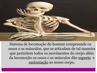 Sistema de locomoção do homem compreende os
ossos e os músculos, que se articulam de tal maneira
que permitem todos os movimentos do corpo além
da locomoção os ossos e os músculos dão suporte e
sustentação ao nosso corpo.