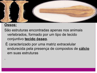 Ossos:
São estruturas encontradas apenas nos animais
vertebrados, formado por um tipo de tecido
conjuntivo tecido ósseo.
É caracterizado por uma matriz extracelular
endurecida pela presença de compostos de cálcio
em suas estruturas
.