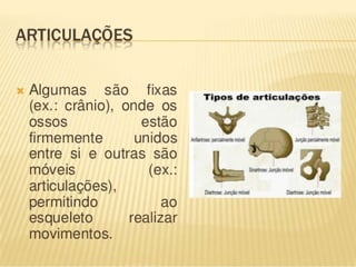 Sistema Esqueletico