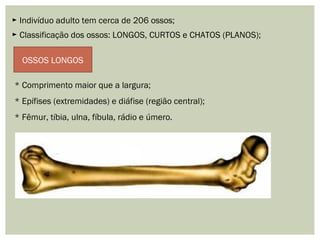 ► Indivíduo adulto tem cerca de 206 ossos;
► Classificação dos ossos: LONGOS, CURTOS e CHATOS (PLANOS);
OSSOS LONGOS
* Comprimento maior que a largura;
* Epífises (extremidades) e diáfise (região central);
* Fêmur, tíbia, ulna, fíbula, rádio e úmero.
 