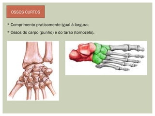 OSSOS CURTOS
* Comprimento praticamente igual à largura;
* Ossos do carpo (punho) e do tarso (tornozelo).
 