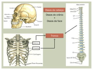 Ossos da cabeça
Ossos do crânio
+
Ossos da face
Tronco
 