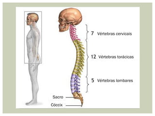 Vértebras cervicais
Vértebras torácicas
Vértebras lombares
Sacro
Cóccix
 