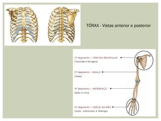TÓRAX - Vistas anterior e posterior
 