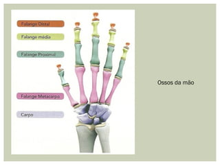 Ossos da mão
 
