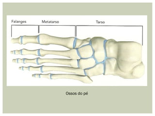 Ossos do pé
 