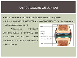 ARTICULAÇÕES OU JUNTAS
► São pontos de contato entre os diferentes ossos do esqueleto.
► Articulações FIXAS (SINARTROSES) e MÓVEIS (DIARTROSES) (de acordo com
a realização de movimento);
► Articulações FIBROSAS,
CARTILAGINOSAS e SINOVIAIS (de
acordo com o tipo de material
encontrado nos pontos de contato
entre os ossos).
 