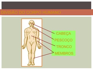 DIVISÃO DO CORPO HUMANO
CABEÇA
PESCOÇO
TRONCO
MEMBROS
 