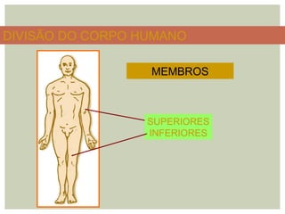 DIVISÃO DO CORPO HUMANO
MEMBROS
SUPERIORES
INFERIORES
 