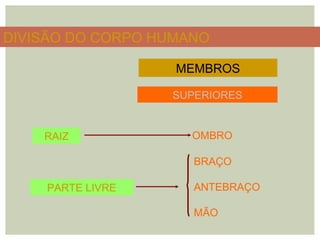 DIVISÃO DO CORPO HUMANO
MEMBROS
SUPERIORES
RAIZ OMBRO
BRAÇO
ANTEBRAÇO
MÃO
PARTE LIVRE
 