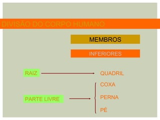 DIVISÃO DO CORPO HUMANO
MEMBROS
INFERIORES
RAIZ QUADRIL
COXA
PERNA
PÉ
PARTE LIVRE
 