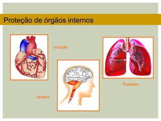 Proteção de órgãos internos
coração
cérebro
Pulmões
 