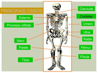 Clavícula
Costelas
Úmero
Ulna
Rádio
Fêmur
Fíbula
Tíbia
Esterno
Processo xifóide
Ilíaco
Patela
PRINCIPAIS OSSOS
 