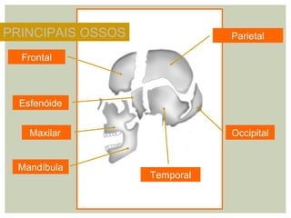 Frontal
Parietal
Temporal
Occipital
Esfenóide
PRINCIPAIS OSSOS
Maxilar
Mandíbula
 