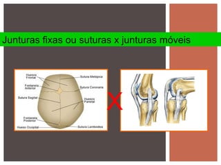 Junturas fixas ou suturas x junturas móveis
X
 