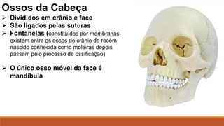 Ossos da Cabeça
 Divididos em crânio e face
 São ligados pelas suturas
 Fontanelas (constituídas por membranas
existem entre os ossos do crânio do recém
nascido conhecida como moleiras depois
passam pelo processo de ossificação)
 O único osso móvel da face é
mandíbula
 