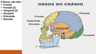 8 Ossos, são eles:
 Frontal
 Parietal (2)
 Temporal (2)
 Occipital
 Esfenoide
 Etmoide
 