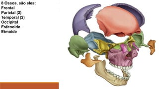 8 Ossos, são eles:
Frontal
Parietal (2)
Temporal (2)
Occipital
Esfenoide
Etmoide
 