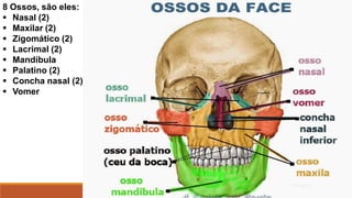8 Ossos, são eles:
 Nasal (2)
 Maxilar (2)
 Zigomático (2)
 Lacrimal (2)
 Mandíbula
 Palatino (2)
 Concha nasal (2)
 Vomer
 