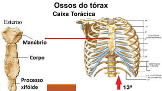 Ossos do tórax
Caixa Torácica
 