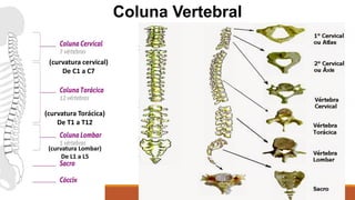 Coluna Vertebral
(curvatura cervical)
De C1 a C7
(curvatura Torácica)
De T1 a T12
(curvatura Lombar)
De L1 a L5
 