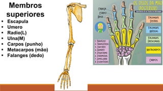 Membros
superiores
 Escapula
 Umero
 Radio(L)
 Ulna(M)
 Carpos (punho)
 Metacarpos (mão)
 Falanges (dedo)
 