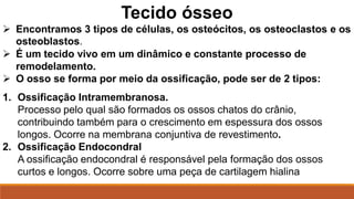 Tecido ósseo
 Encontramos 3 tipos de células, os osteócitos, os osteoclastos e os
osteoblastos.
 É um tecido vivo em um dinâmico e constante processo de
remodelamento.
 O osso se forma por meio da ossificação, pode ser de 2 tipos:
1. Ossificação Intramembranosa.
Processo pelo qual são formados os ossos chatos do crânio,
contribuindo também para o crescimento em espessura dos ossos
longos. Ocorre na membrana conjuntiva de revestimento.
2. Ossificação Endocondral
A ossificação endocondral é responsável pela formação dos ossos
curtos e longos. Ocorre sobre uma peça de cartilagem hialina
 
