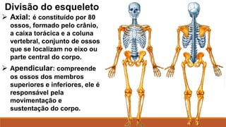 Divisão do esqueleto
 Axial: é constituído por 80
ossos, formado pelo crânio,
a caixa torácica e a coluna
vertebral, conjunto de ossos
que se localizam no eixo ou
parte central do corpo.
 Apendicular: compreende
os ossos dos membros
superiores e inferiores, ele é
responsável pela
movimentação e
sustentação do corpo.
 