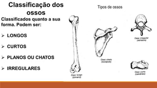 Classificação dos
ossos
Classificados quanto a sua
forma. Podem ser:
 LONGOS
 CURTOS
 PLANOS OU CHATOS
 IRREGULARES
 