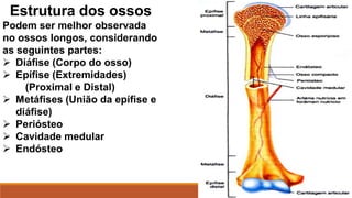 Estrutura dos ossos
Podem ser melhor observada
no ossos longos, considerando
as seguintes partes:
 Diáfise (Corpo do osso)
 Epífise (Extremidades)
(Proximal e Distal)
 Metáfises (União da epífise e
diáfise)
 Periósteo
 Cavidade medular
 Endósteo
 