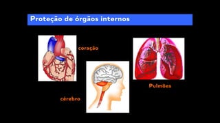 Proteção de órgãos internos
coração
cérebro
Pulmões
 