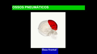 OSSOS PNEUMÁTICOS
Osso frontal
 
