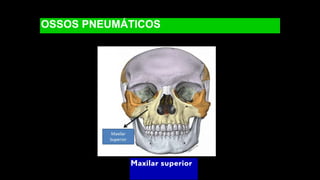 OSSOS PNEUMÁTICOS
Maxilar superior
 