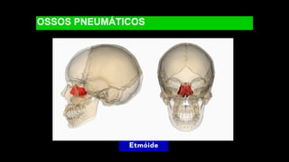 OSSOS PNEUMÁTICOS
Etmóide
 