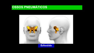 OSSOS PNEUMÁTICOS
Esfenóide
 