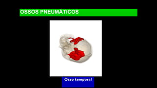 OSSOS PNEUMÁTICOS
Osso temporal
 