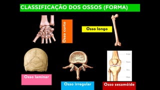 Osso
curto
Osso laminar
Osso irregular
CLASSIFICAÇÃO DOS OSSOS (FORMA)
Osso longo
Osso sesamóide
 