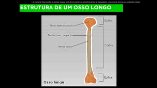 ESTRUTURA DE UM OSSO LONGO
r do canal de Havers estão as lamelas ósseas, onde se encontram os osteócitos dentro de osteoplastos, comunicando entre si por canalículos radiais.
 
