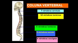 7 vértebras cervicais
12 vértebras torácicas
5 vértebras lombares
4 vértebras coccígeas
5 vértebras sacrais
COLUNA VERTEBRAL
 